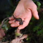 A salamander on one’s hand
